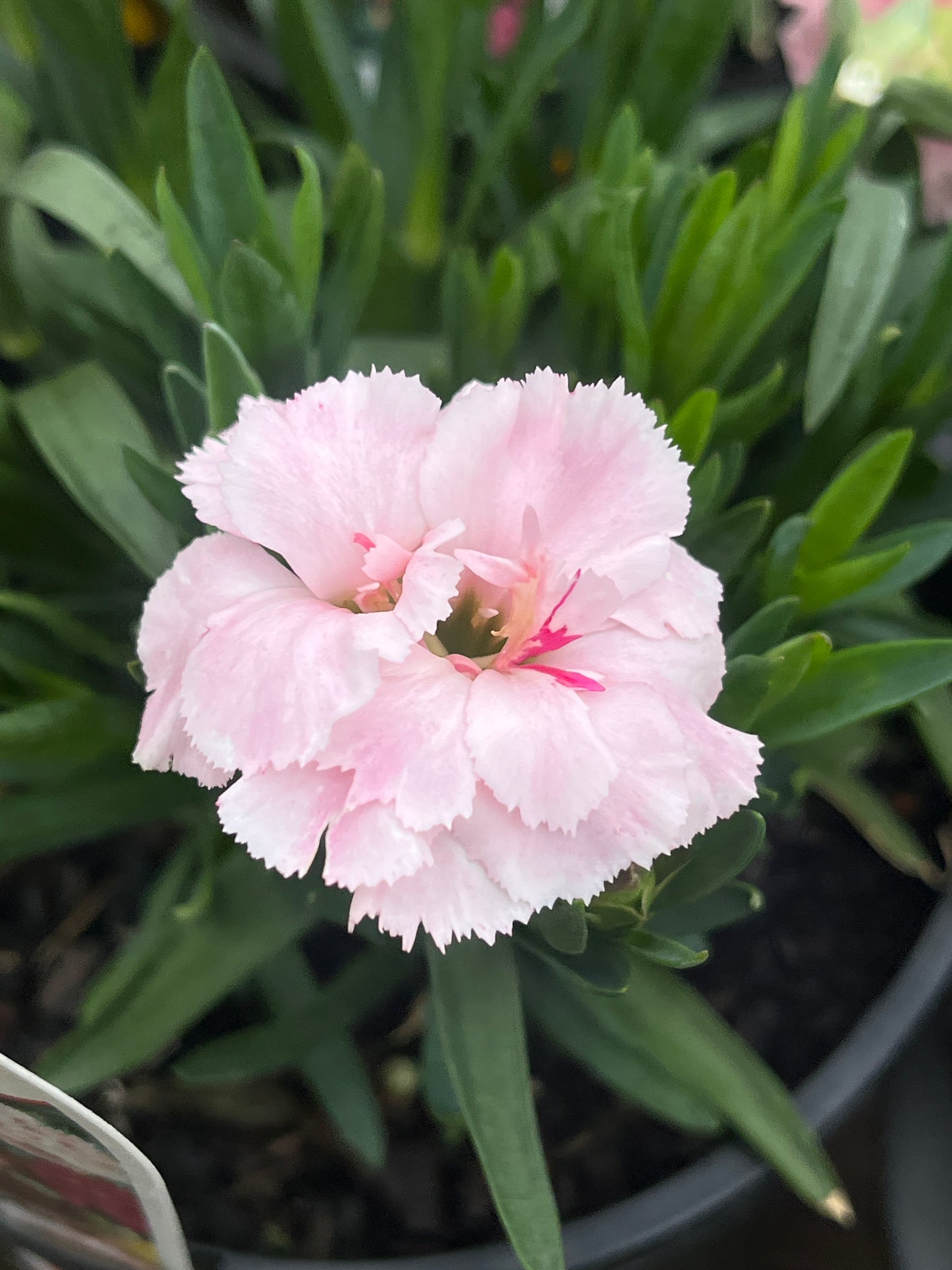 Carnation assorted 14cm
