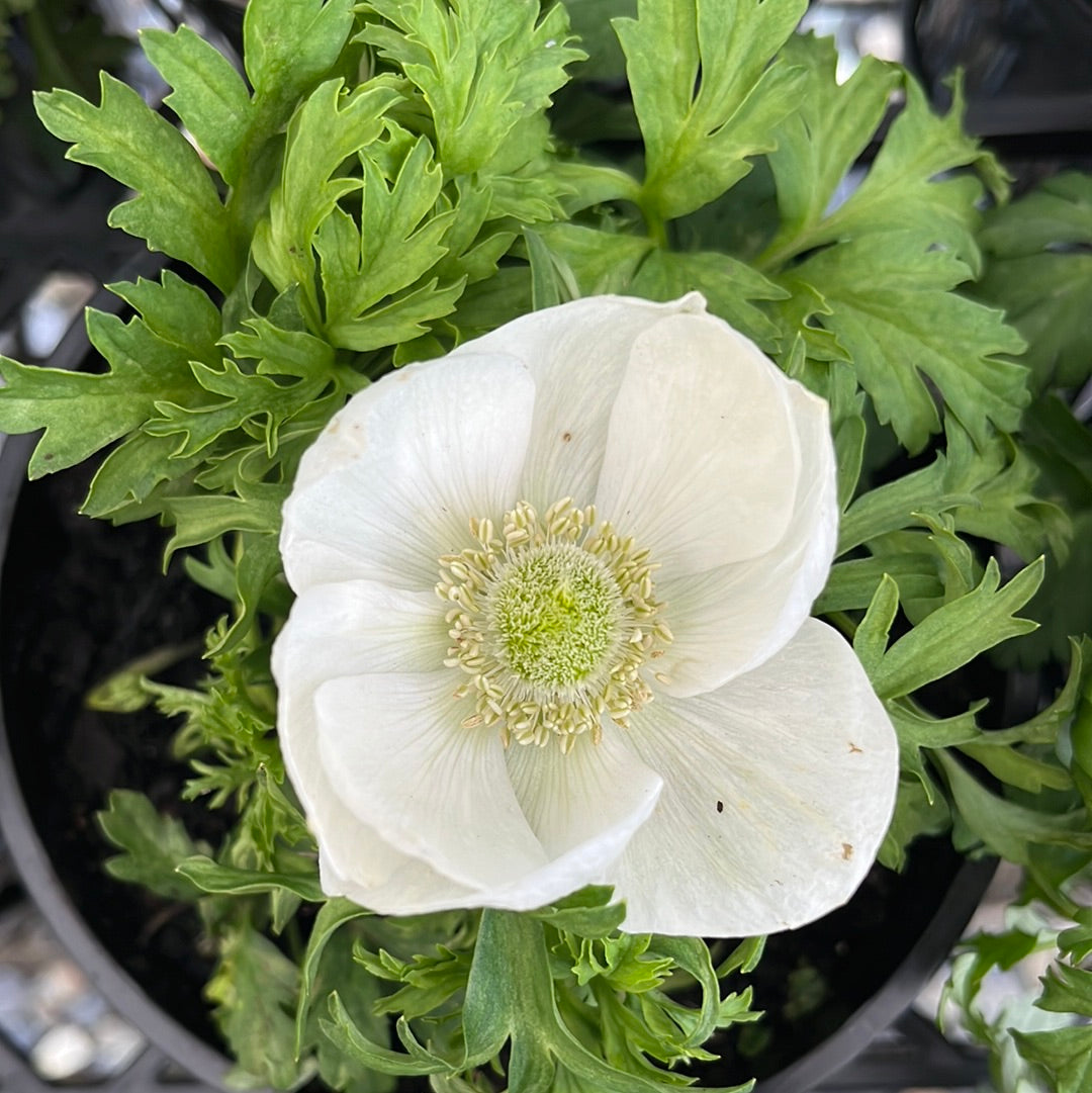 Anemone St. Brigid 14cm