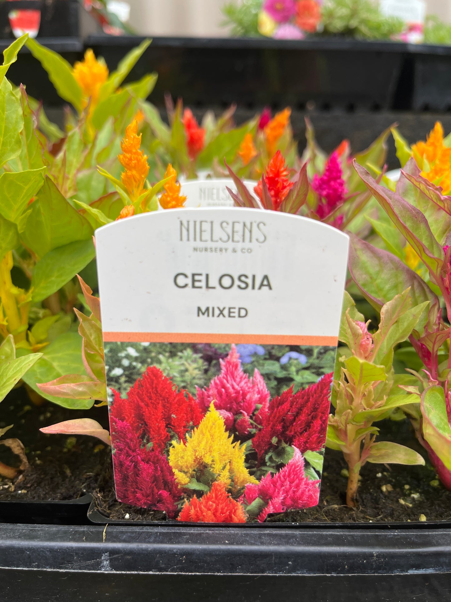 Celosia spp. Mix PT