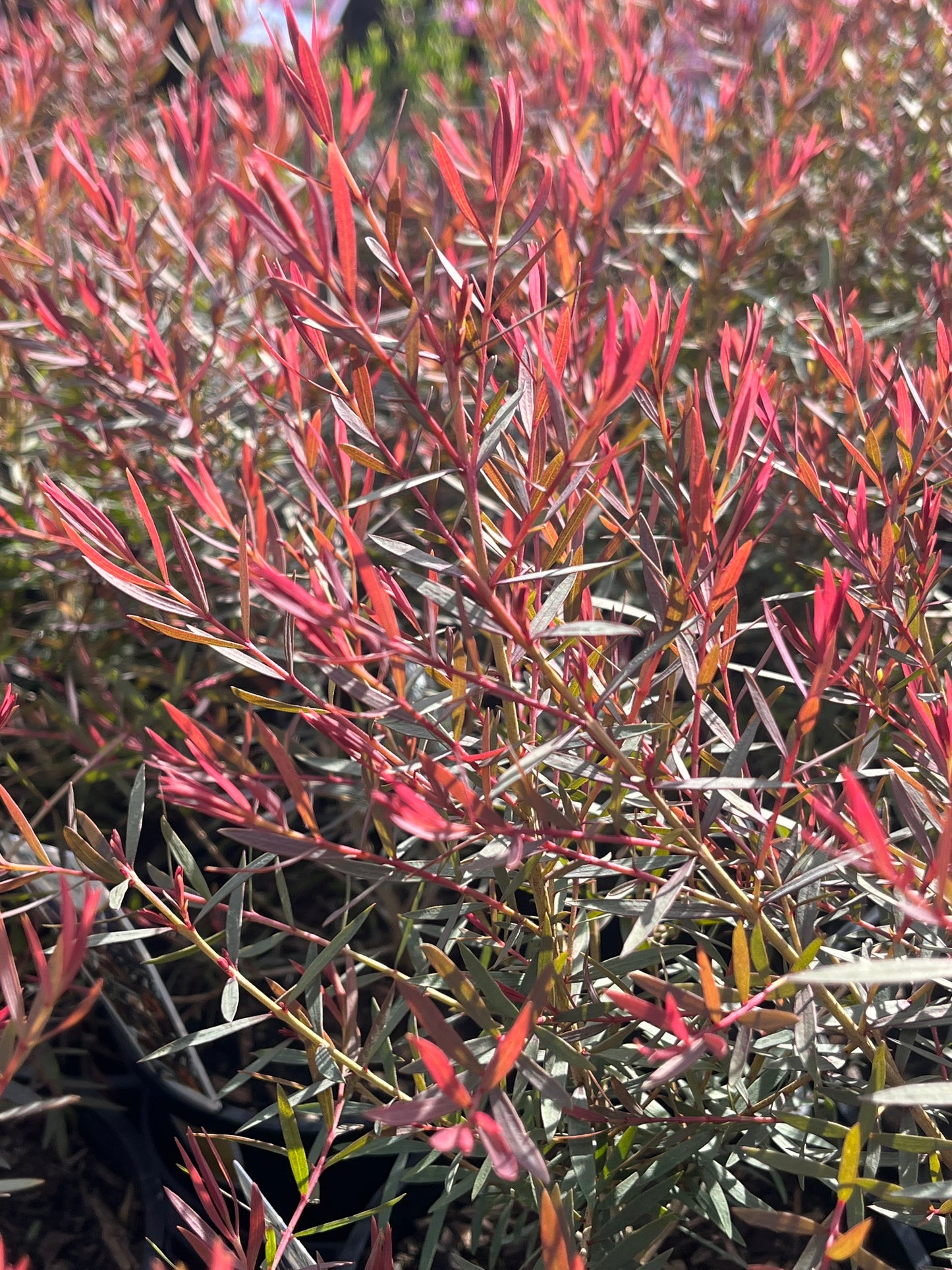 Melaleuca linariifolia 'Claret Tops' 14cm