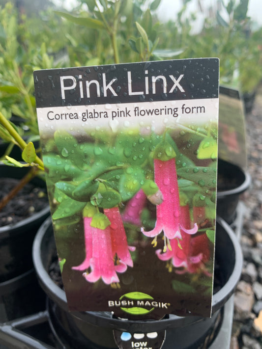 Correa 'Pink Linx' 14cm Seconds