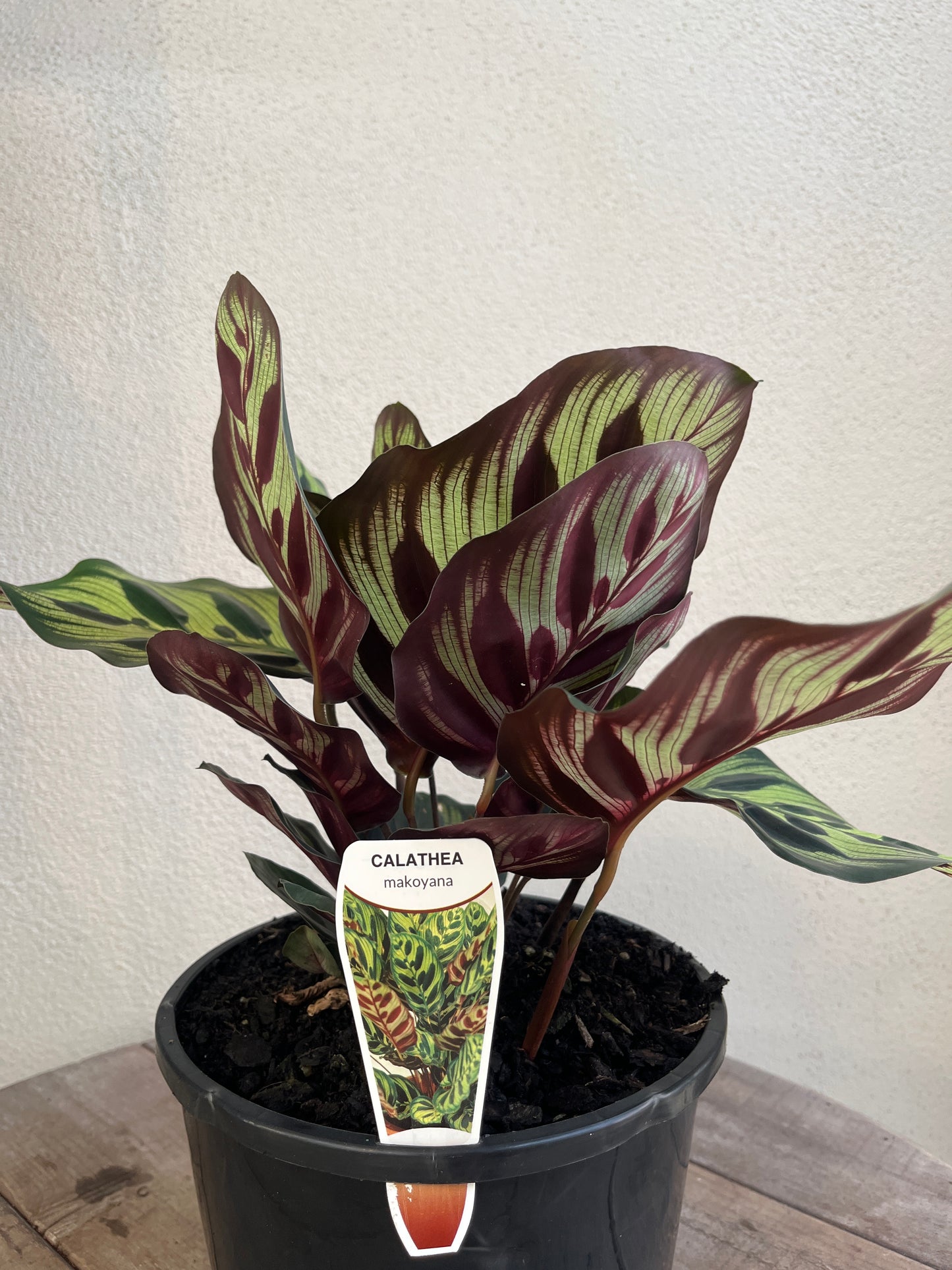 Calathea ‘Makoyana' 20cm
