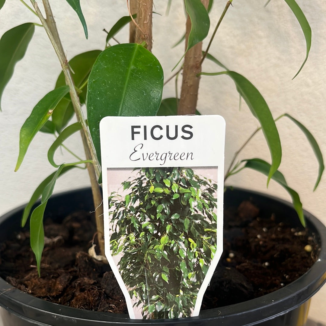 Ficus benjamina Evergreen 20cm