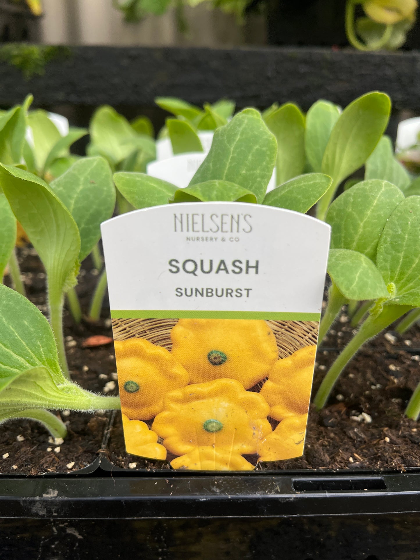Squash 'Sunburst' Punnet