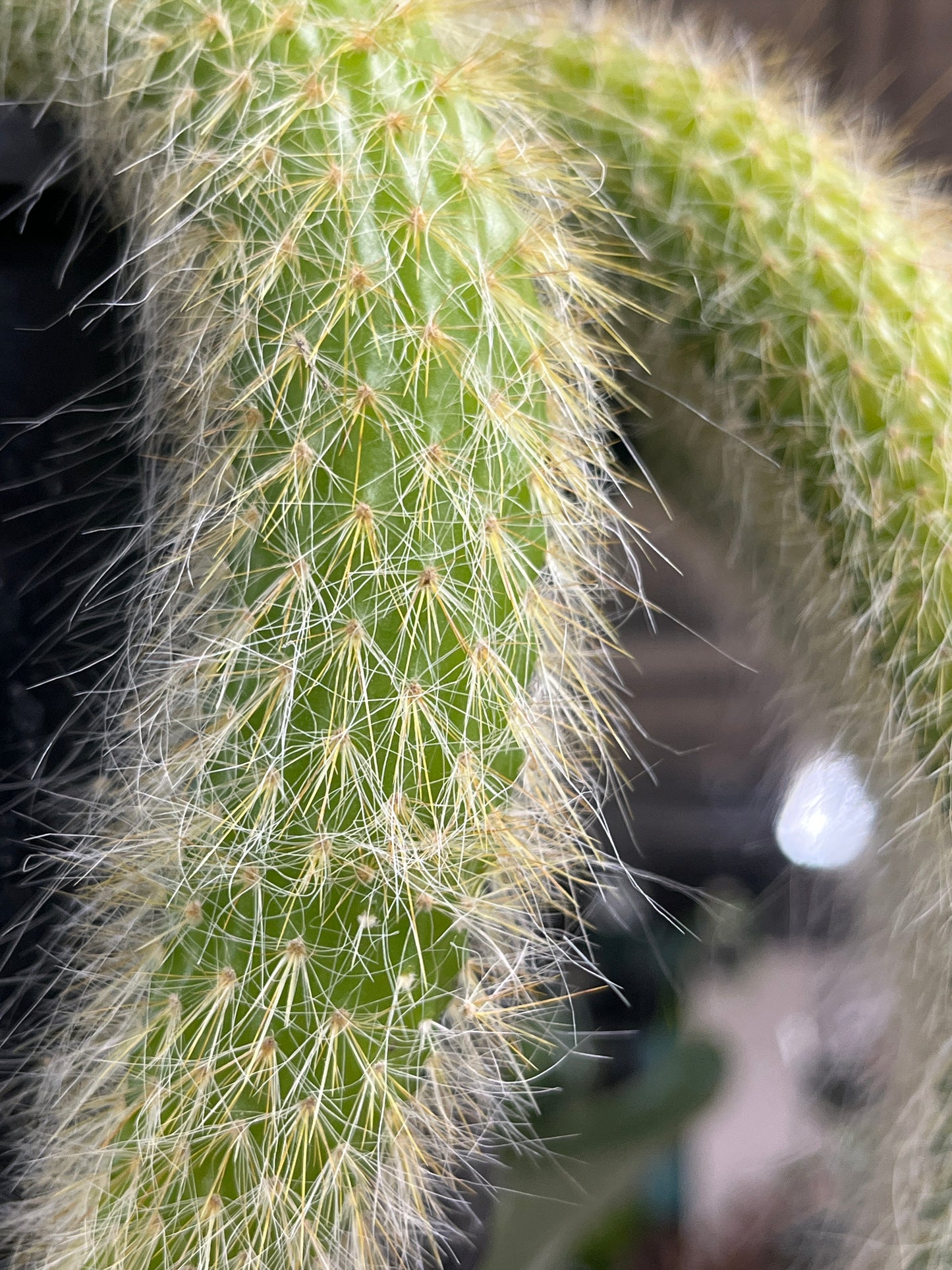 Cleistocactus Colademononis 'Monkey Tail Cactus' Hanging Basket 15cm