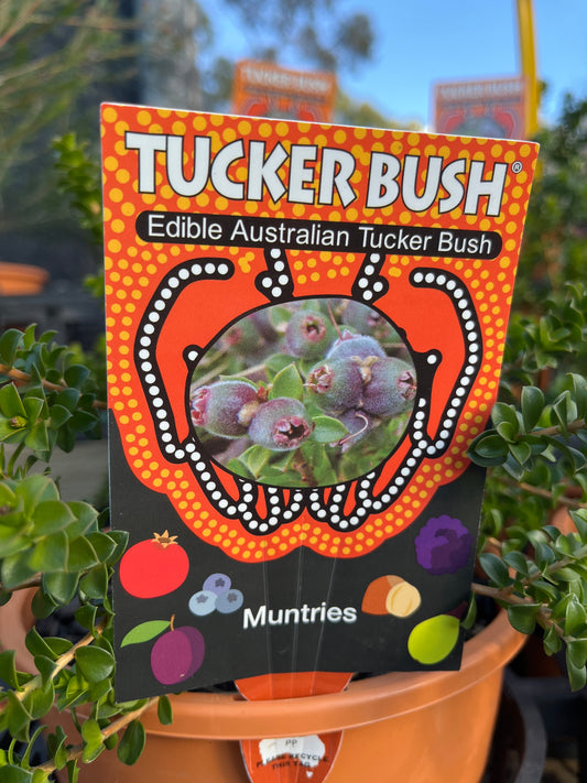 Kunzea pomifera 'Muntries' 18cm