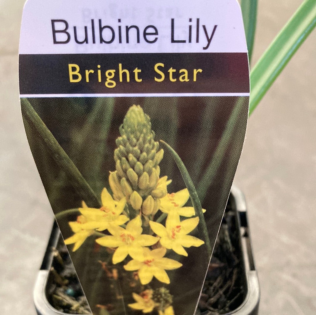 Bulbine crassa 'Bright Star' 7cm