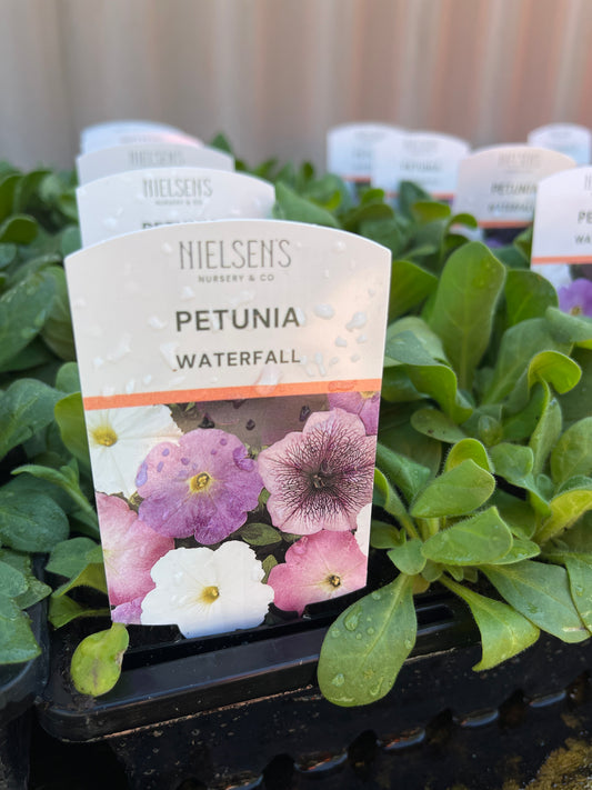 Petunia Waterfall Mix Punnet
