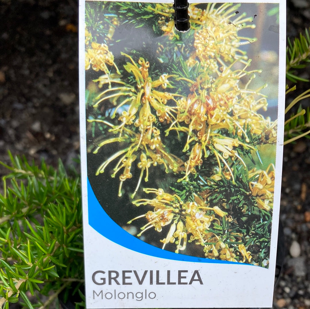 Grevillea juniperina Molonglo 14cm