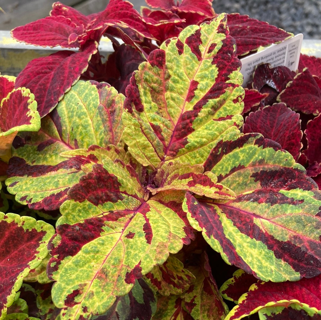 Coleus 100mm