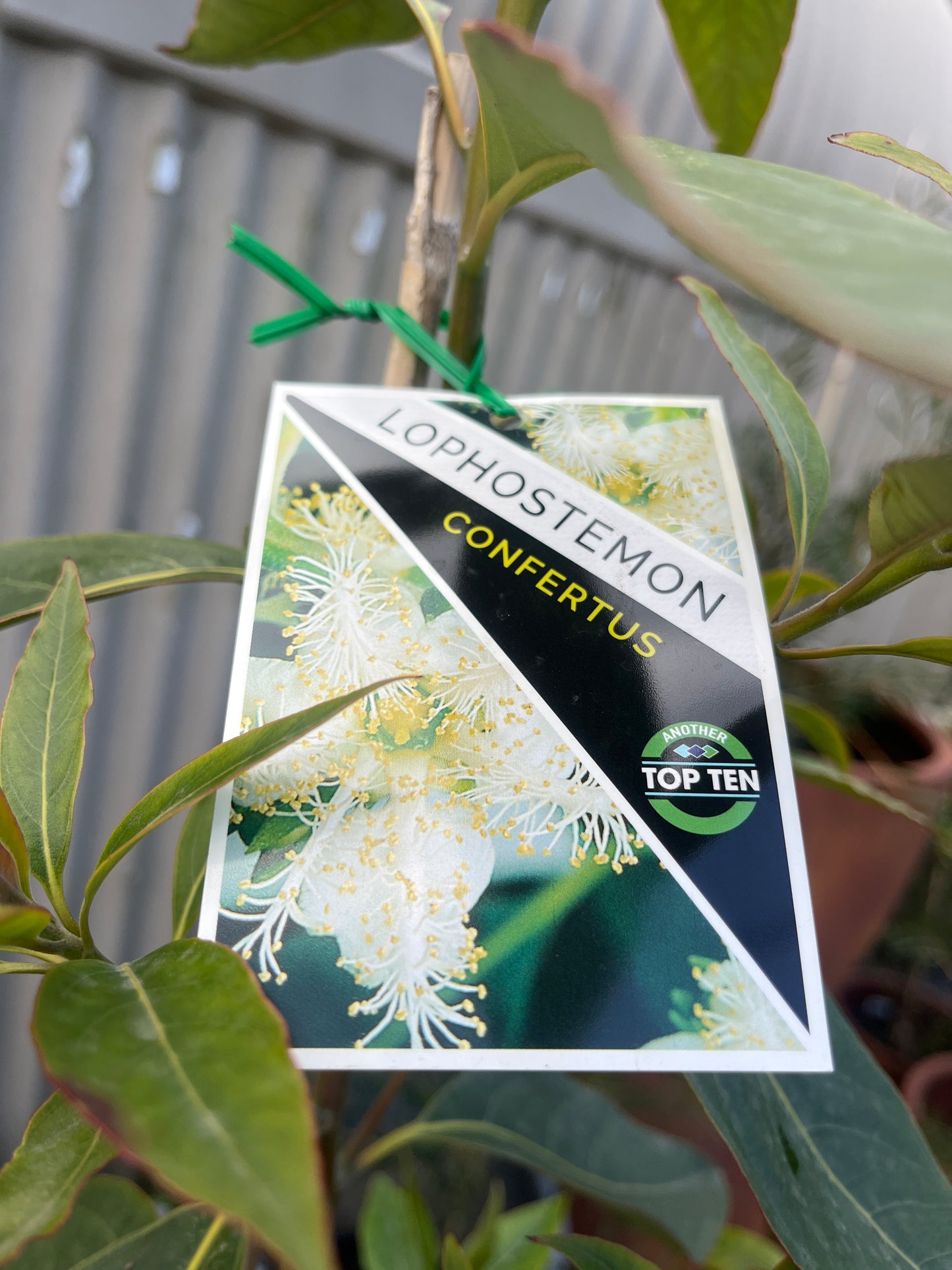 Lophostermon confertus 'Queensland Brush Box' 25cm