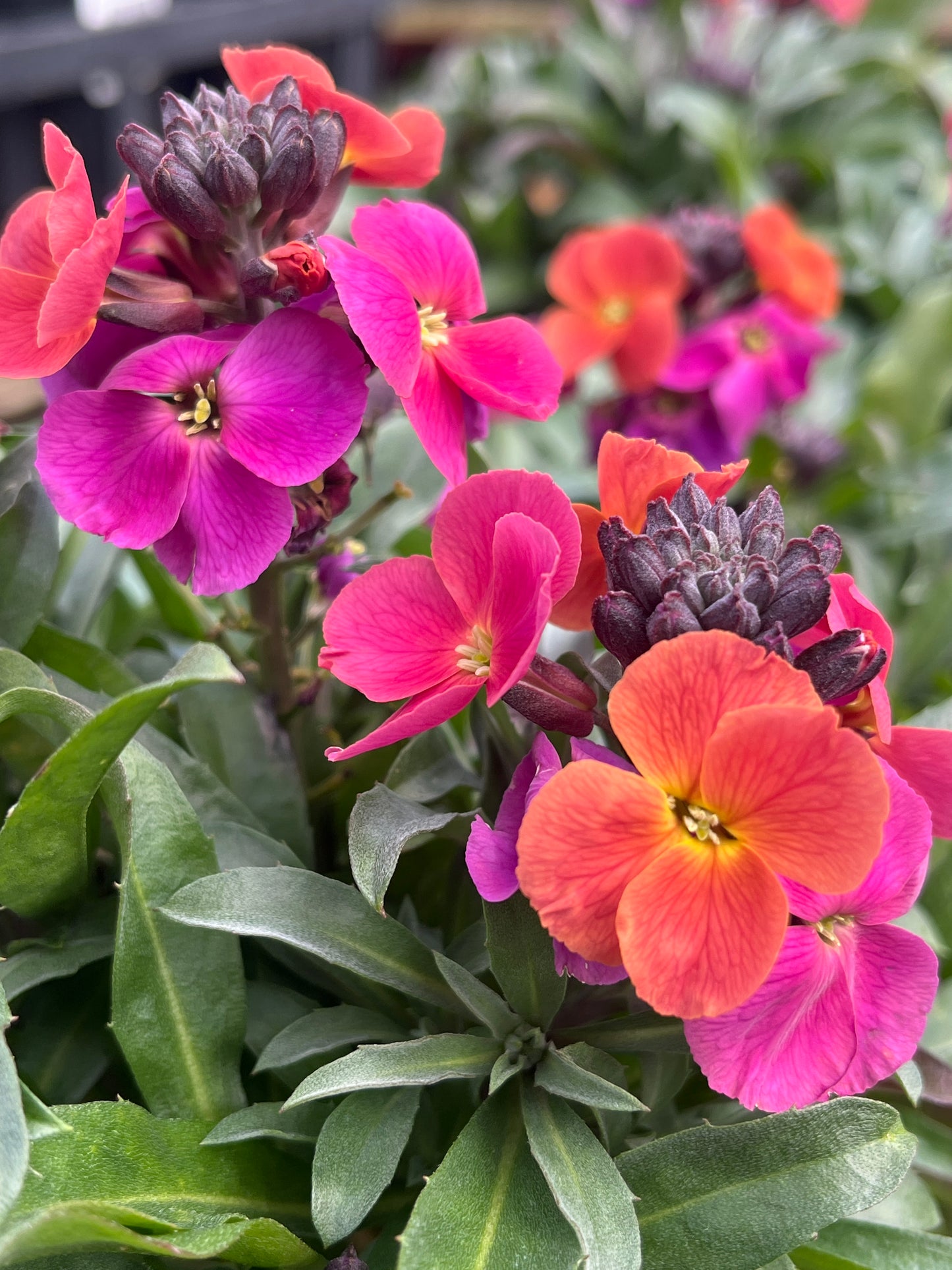 Erysimum Assorted 'Wallflower' 14cm