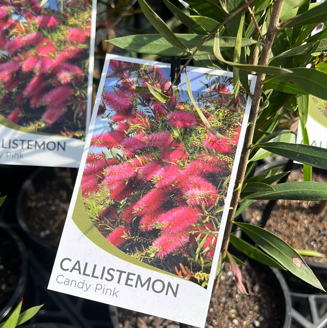 Callistemon 'Candy Pink' 20cm