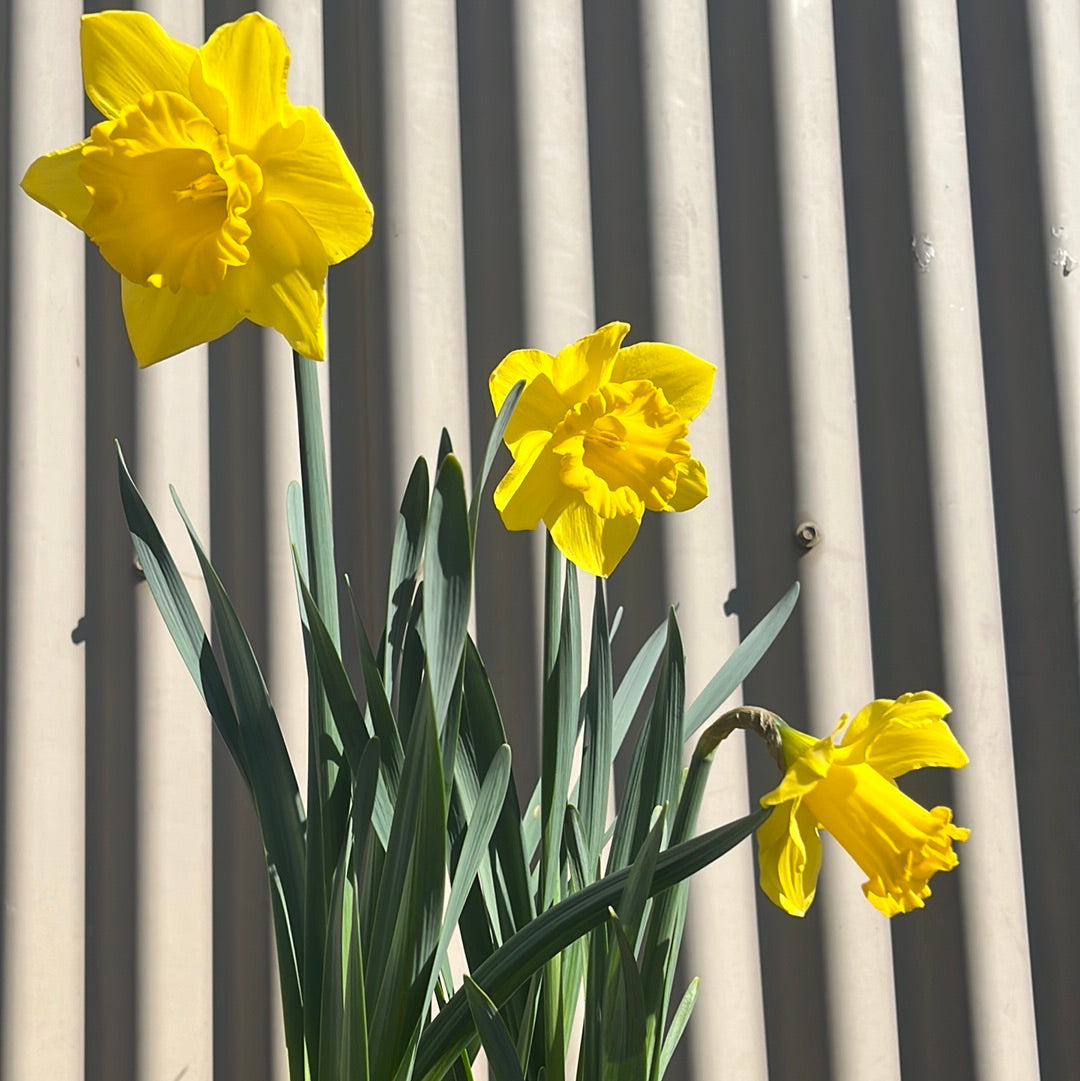 Daffodil 19cm