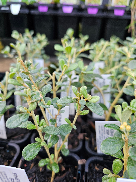 Phebalium squamulosum ssp. ozothamnoides 7cm