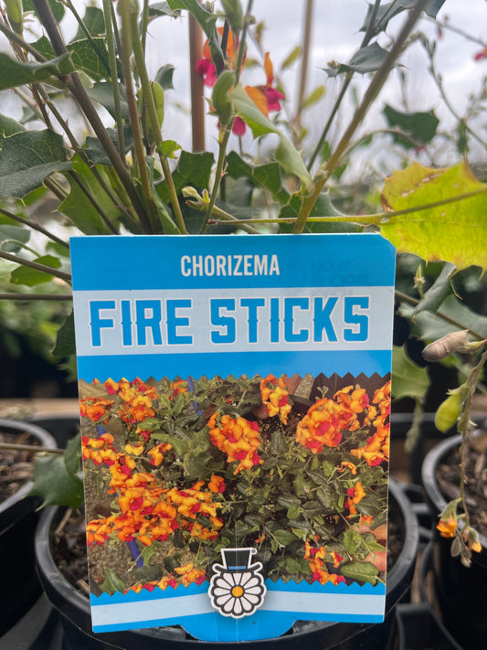 Chorizema varium 'Paxton Fire Sticks' 14cm