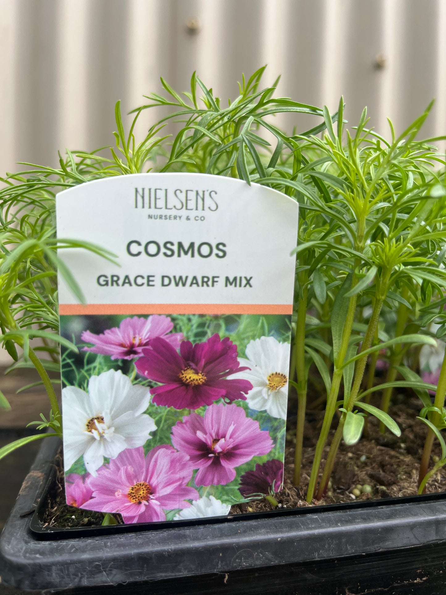 Cosmos Grace Dwarf Mix Punnet