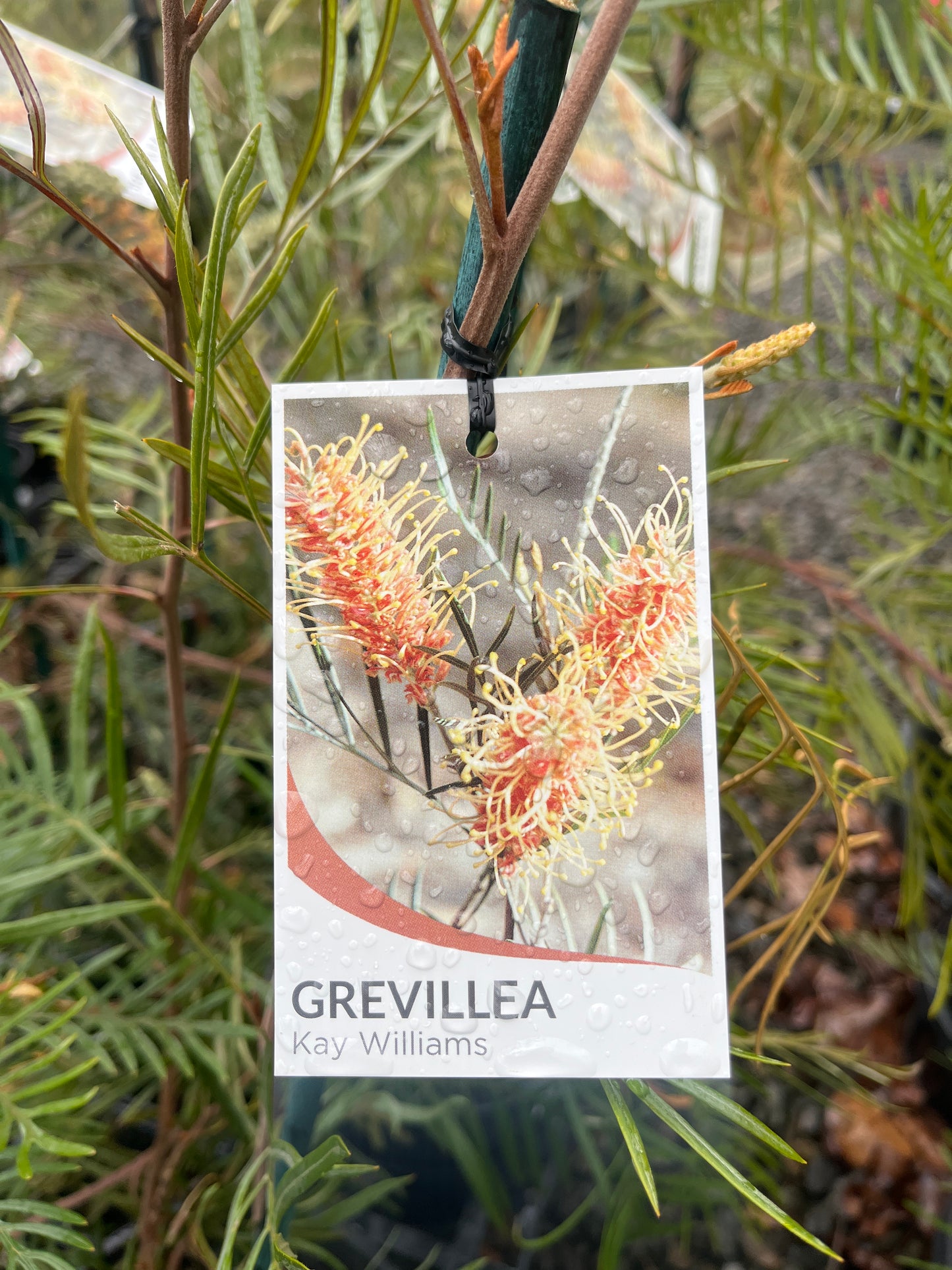 Grevillea 'Kay Williams' 20cm