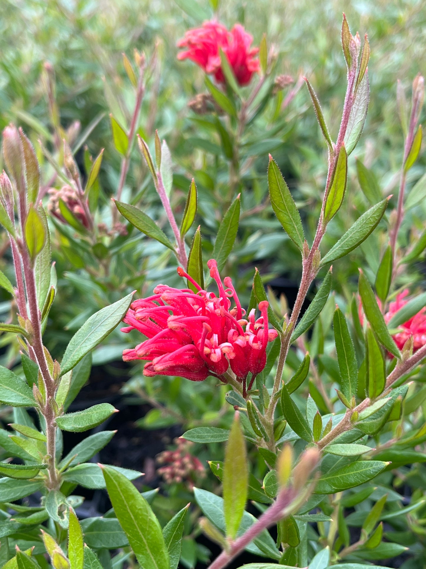 Grevillea 'Cherry Cluster' 14cm
