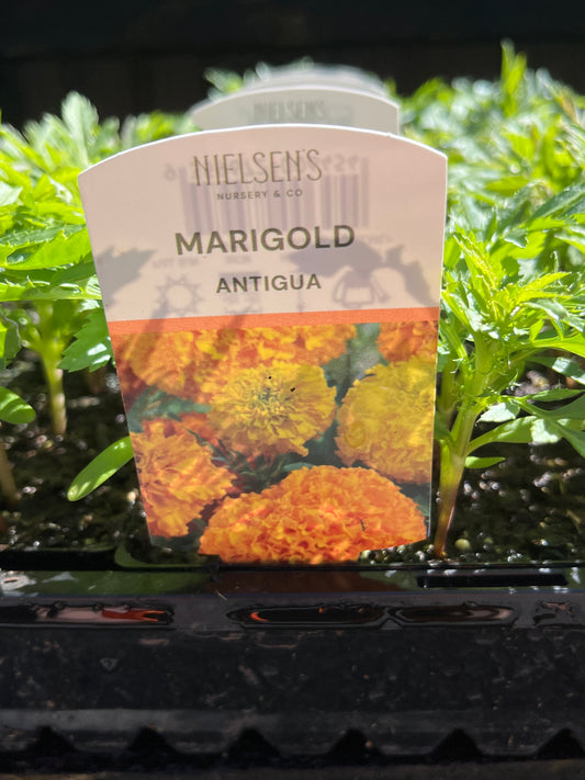 Marigold Antigua Mix Punnet