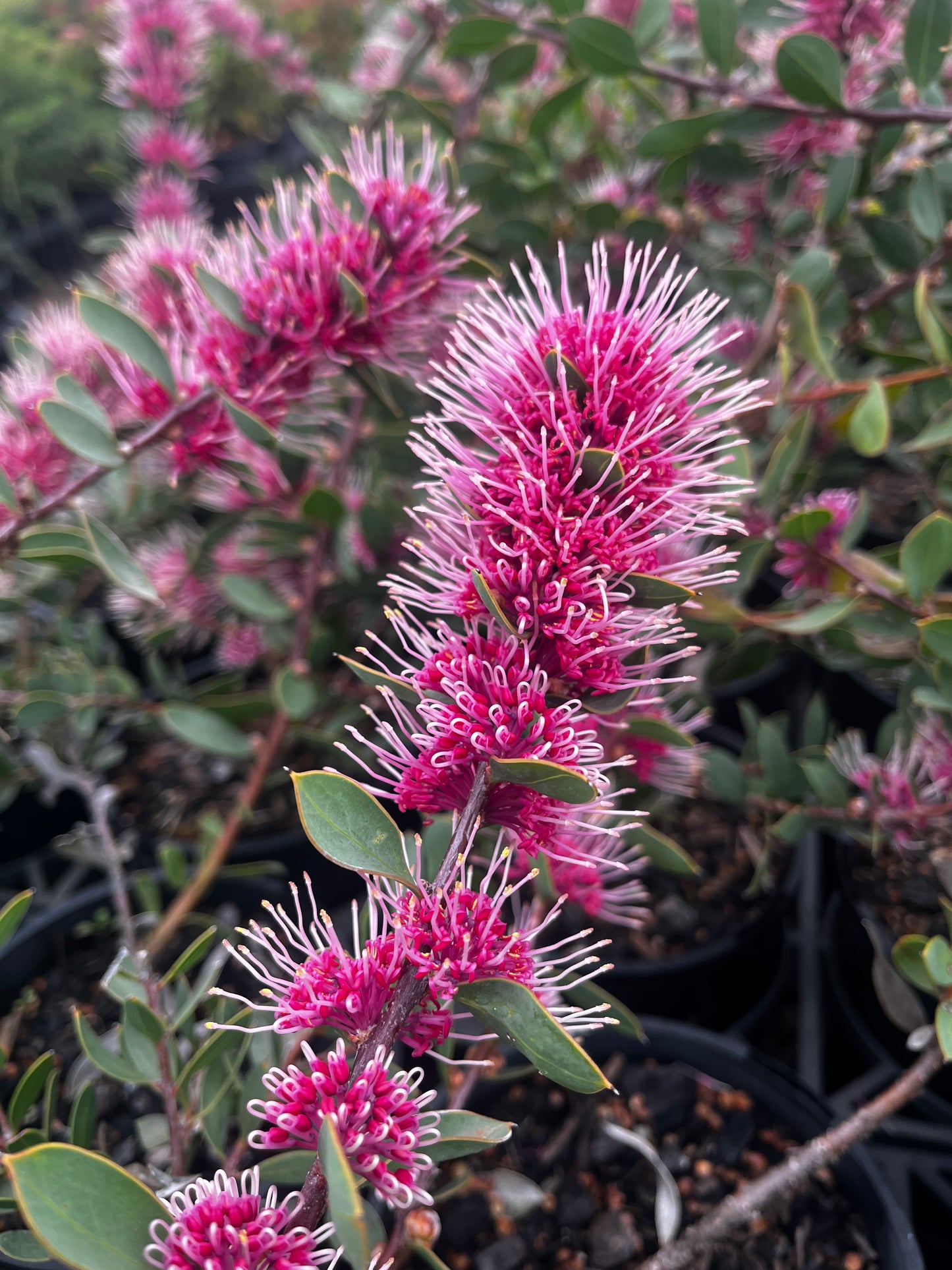 Hakea 'Burrendong Beauty' 14cm