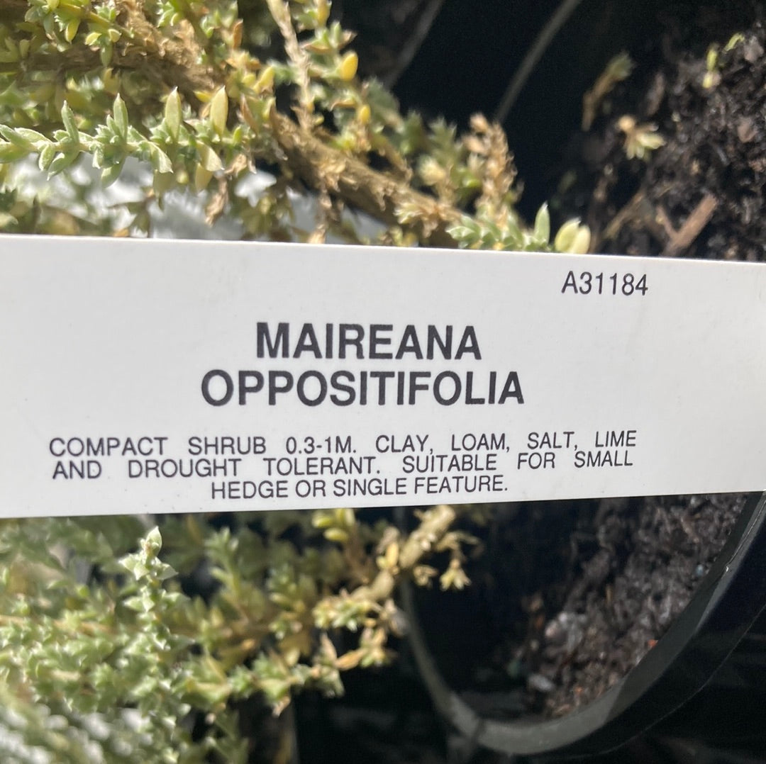 Maireana oppositifolia 7cm