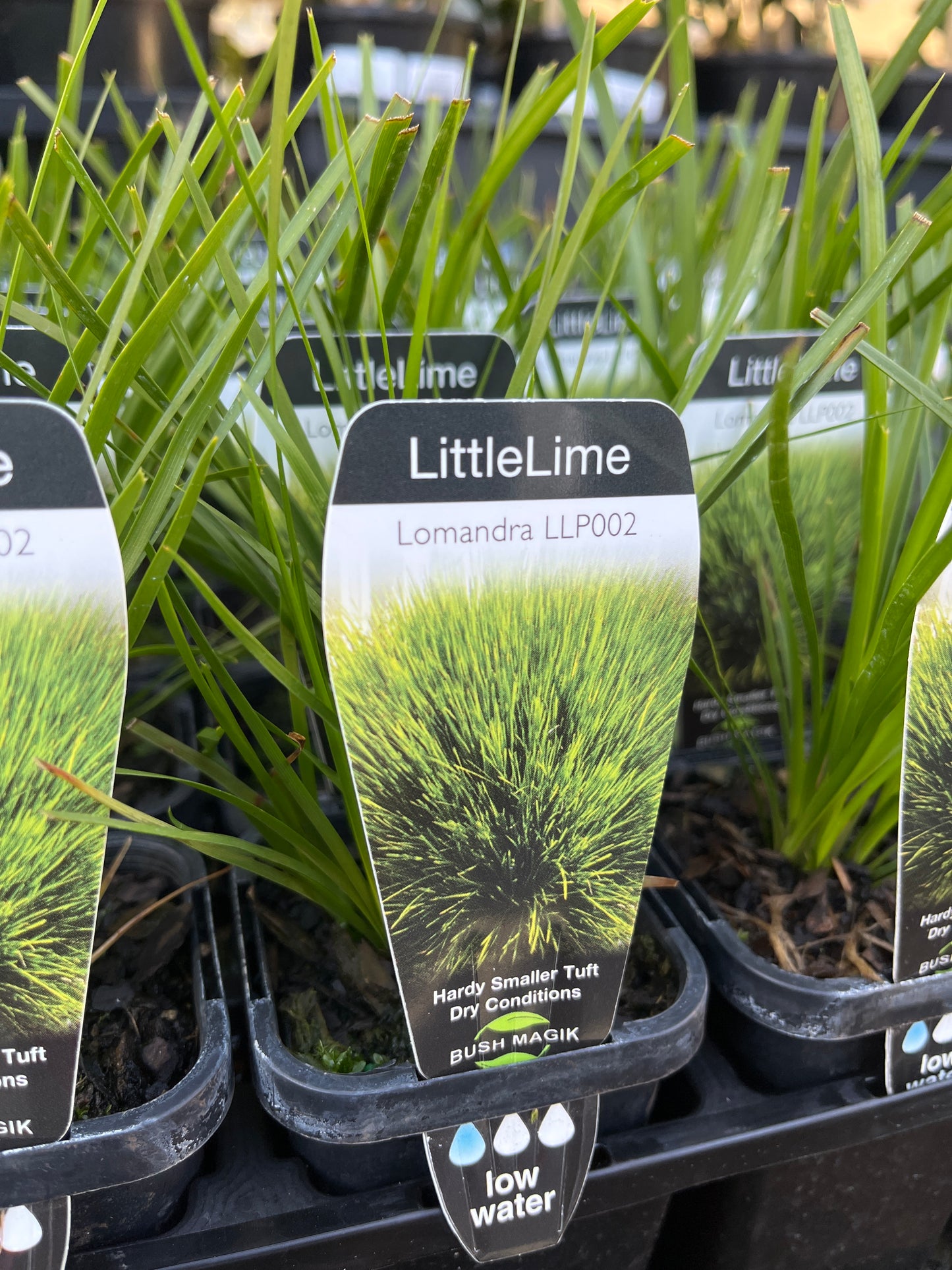 Lomandra 'Little Lime' 7cm