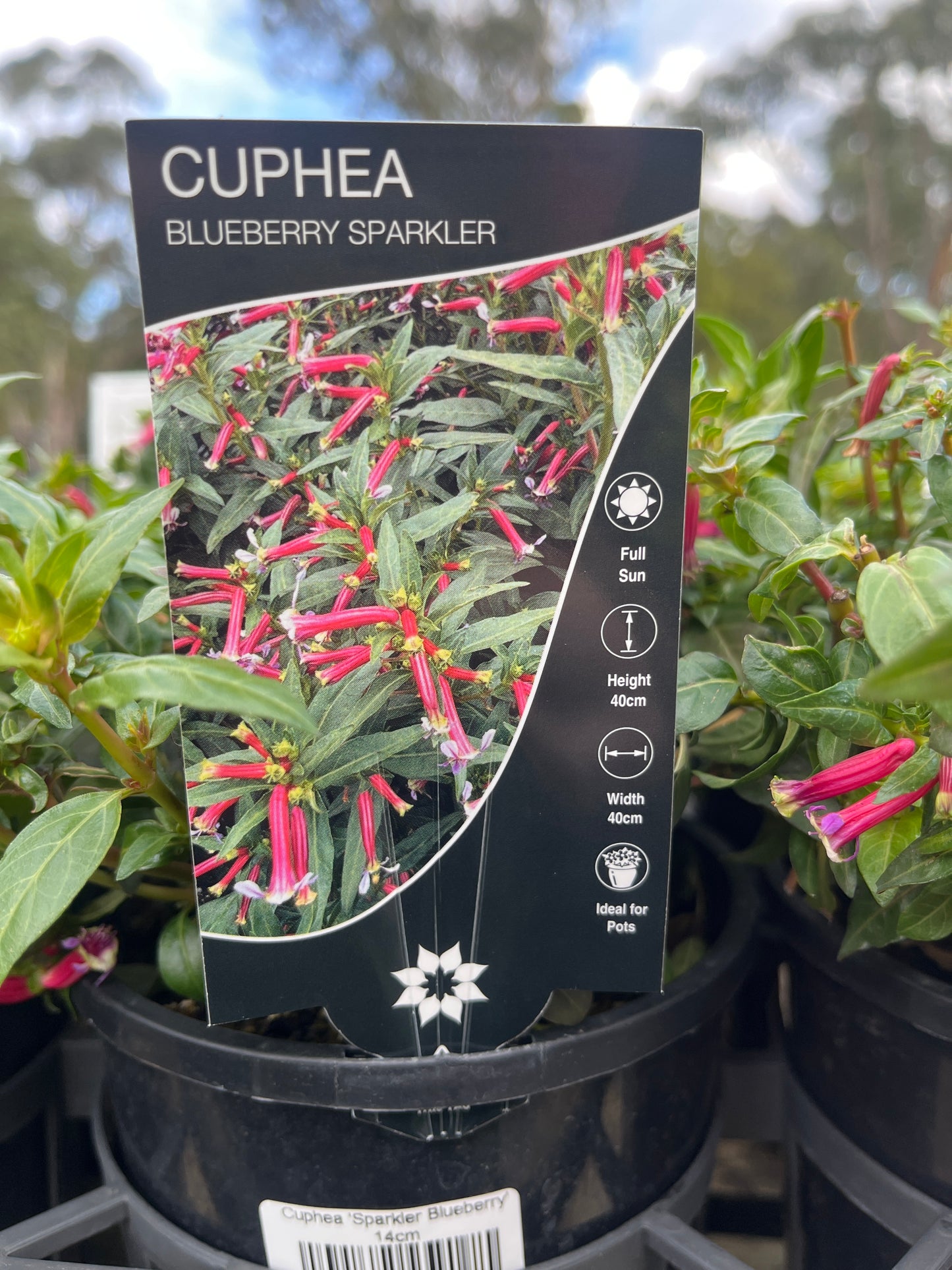 Cuphea 'Sparkler Blueberry' 14cm