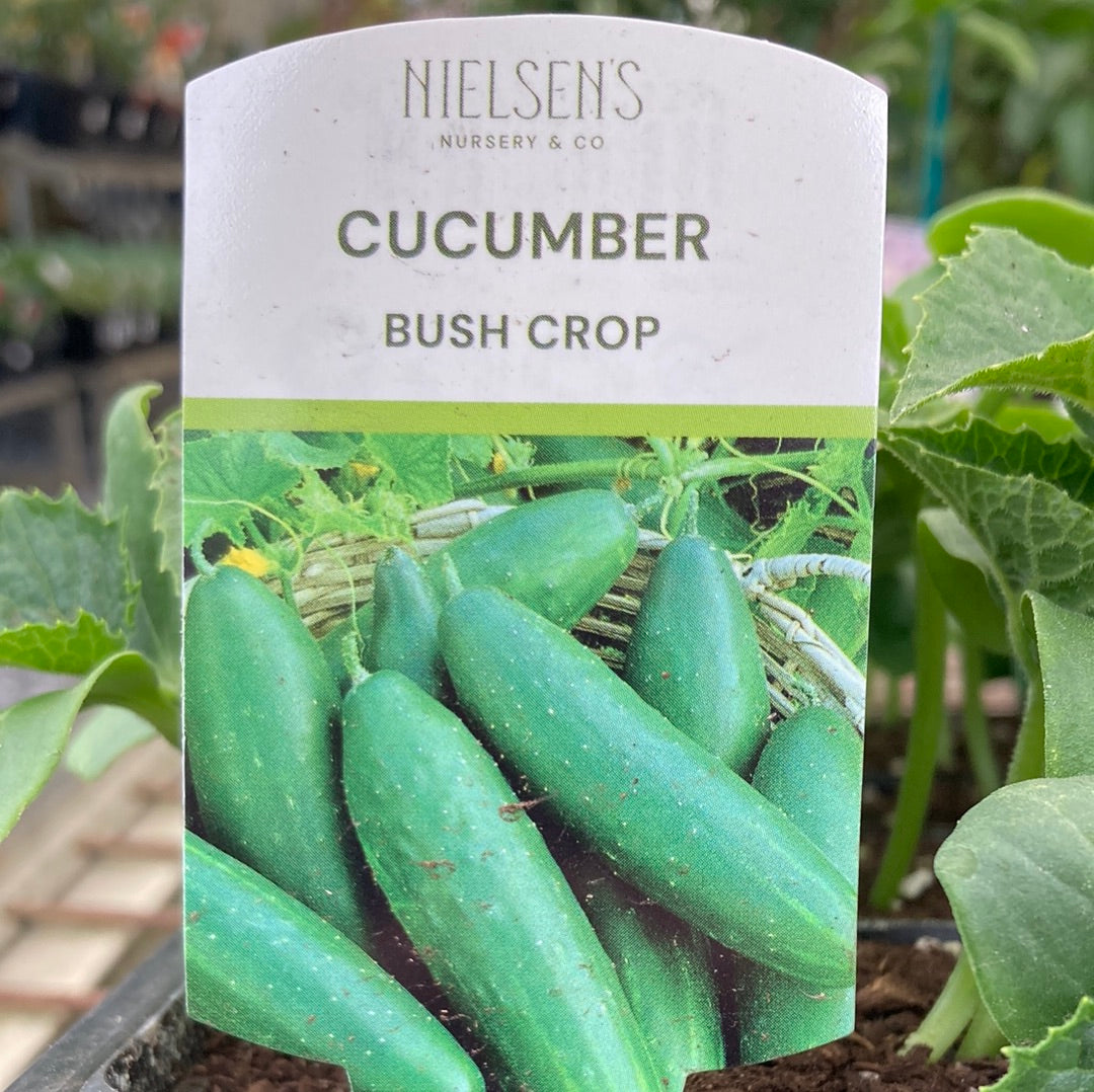 Cucumber Bush Crop Punnet