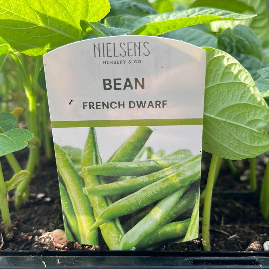 Bean 'French Dwarf' Punnet