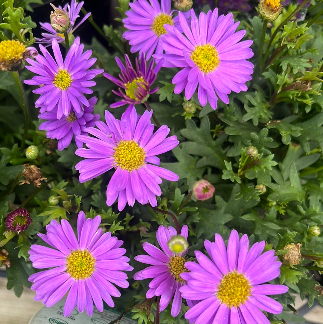 Brachyscome 'Fresco Purple' 14cm