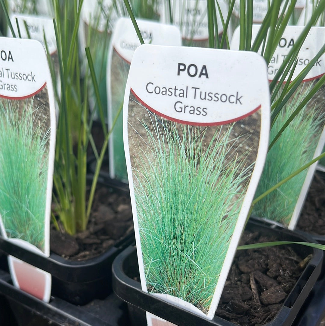 Poa poiformis 7cm
