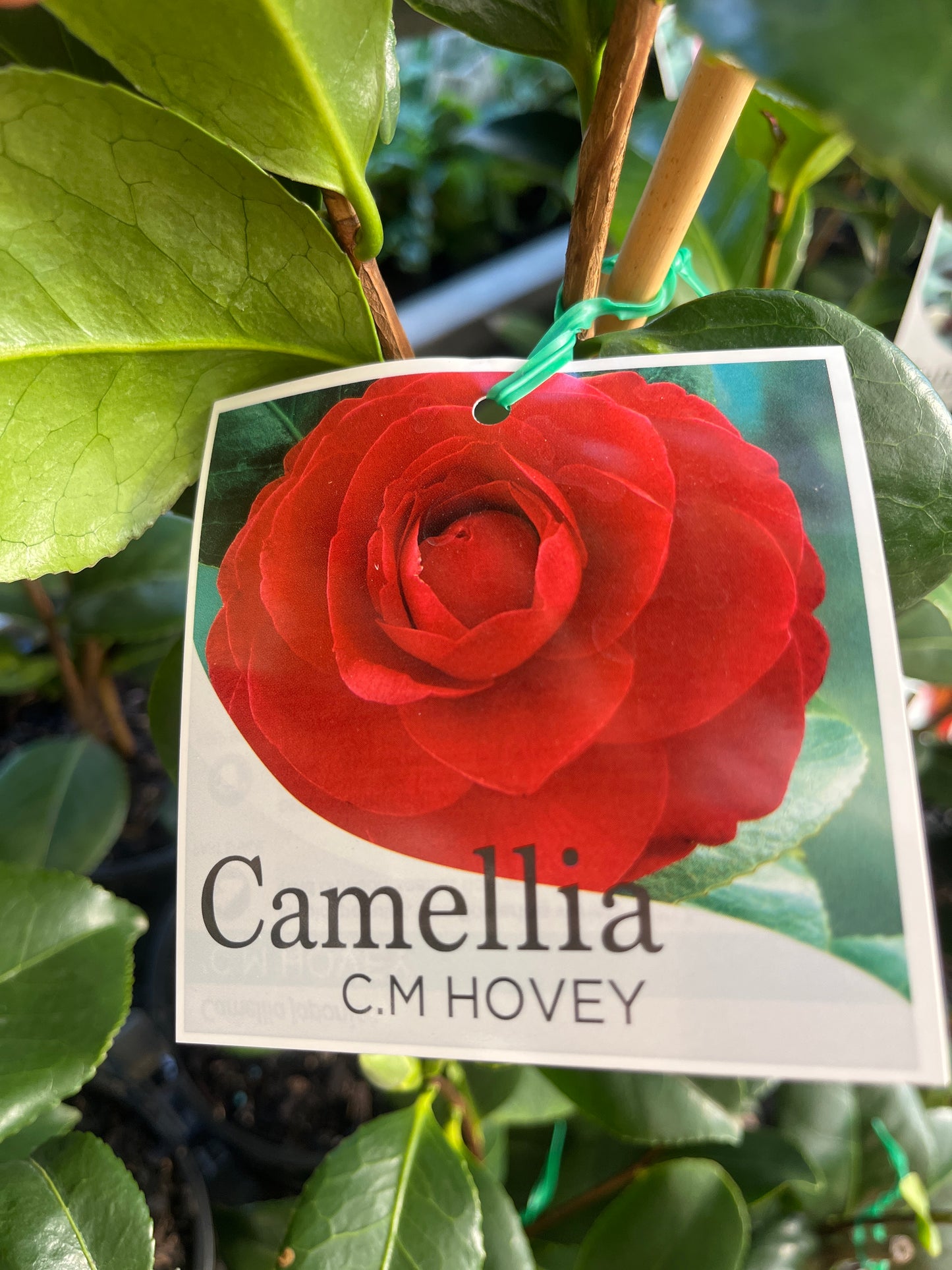 Camellia japonica CM Hovey 14cm