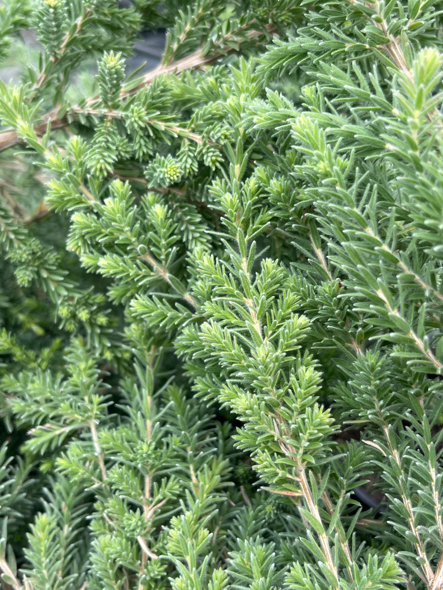 Melaleuca incana 'Sea Mist' 7cm
