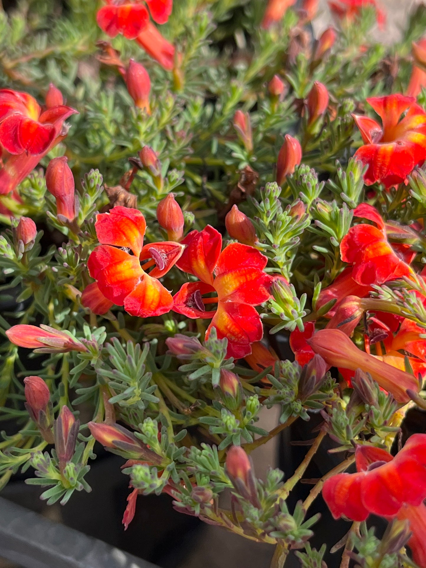 Lechenaultia formosa Flame 14cm