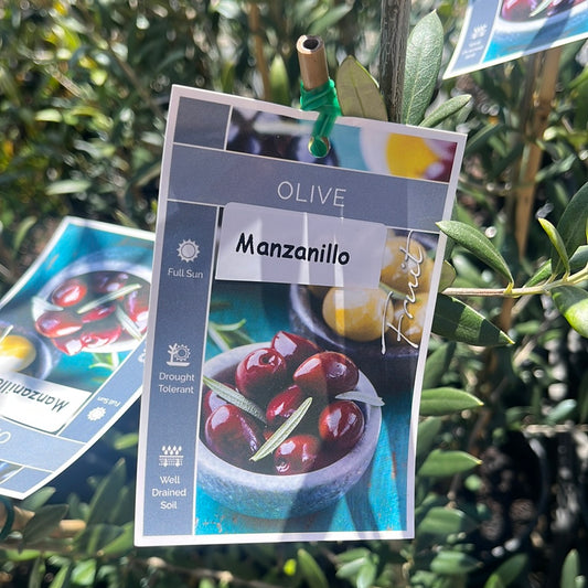Olive Manzanillo 14cm