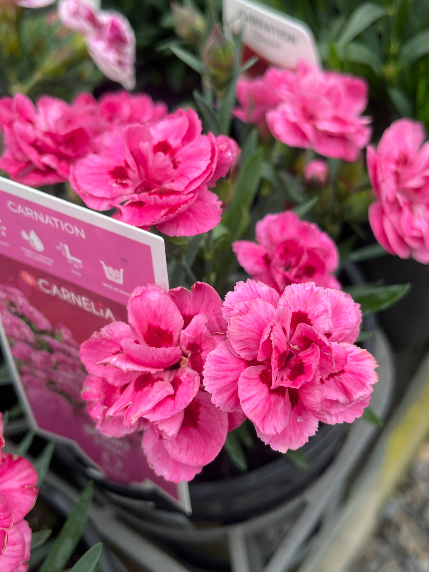 Dianthus 'Sprint Pink' 14cm
