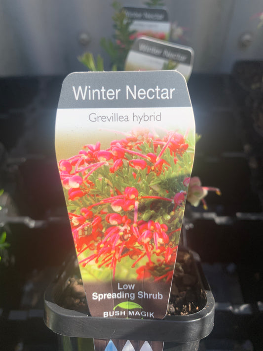 Grevillea 'Winter Nectar' 7cm