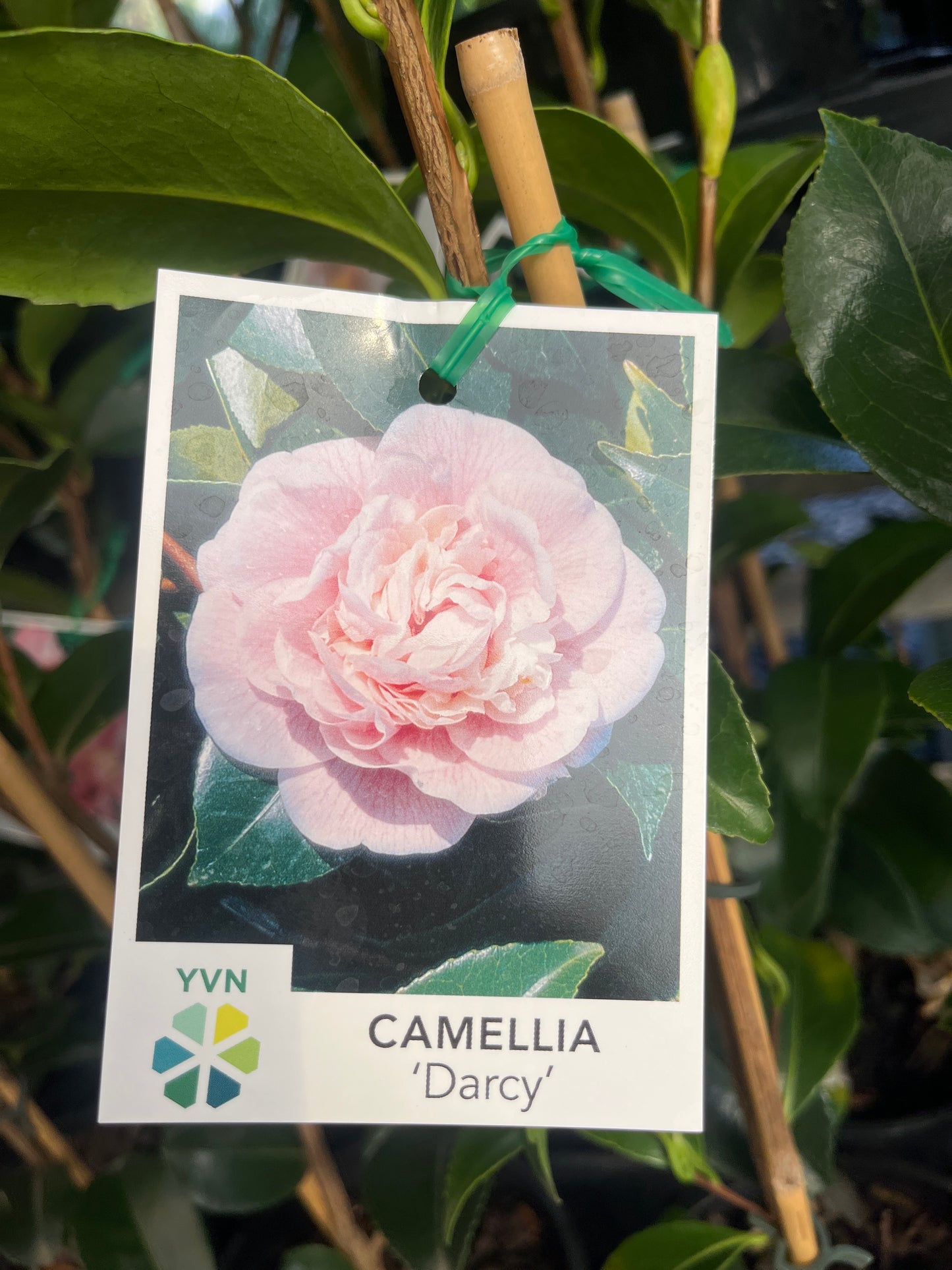 Camellia japonica 'Darcy' 14cm