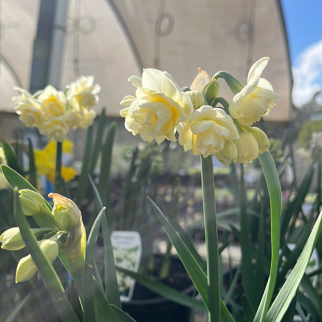Jonquil 'Erlicheer' 19cm