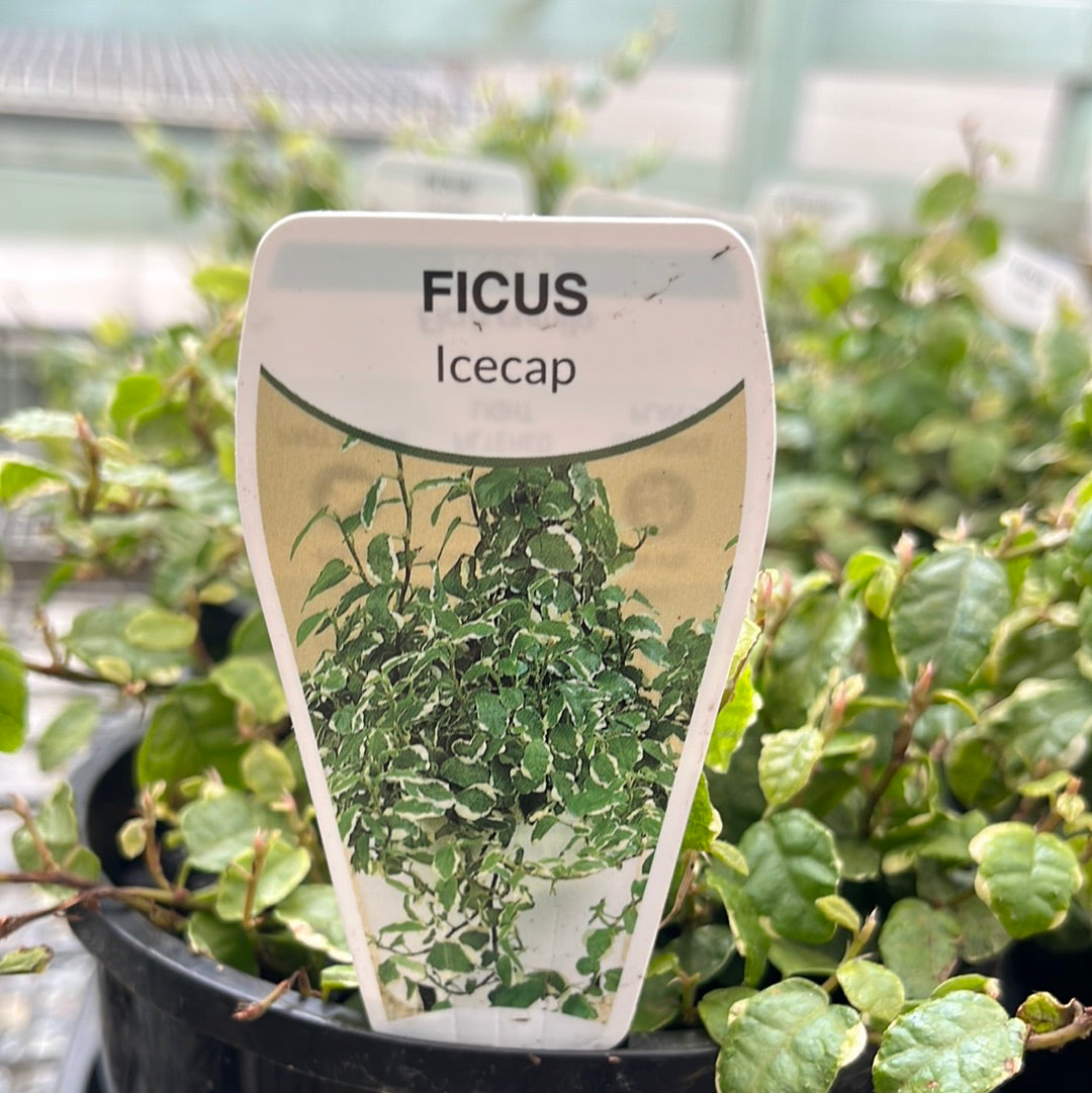 Ficus pumila 'Ice Caps' Variegated 7cm