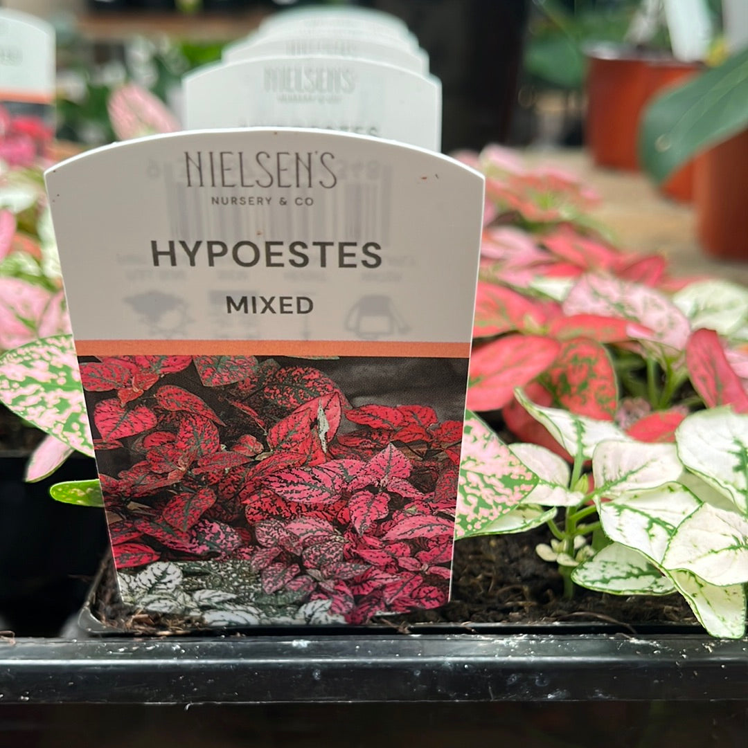 Hypoestes Mix Punnet