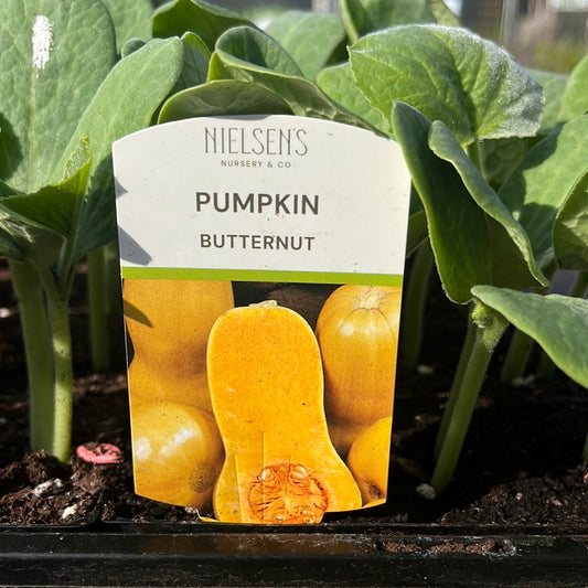Pumpkin Butternut Punnet/4 Pack