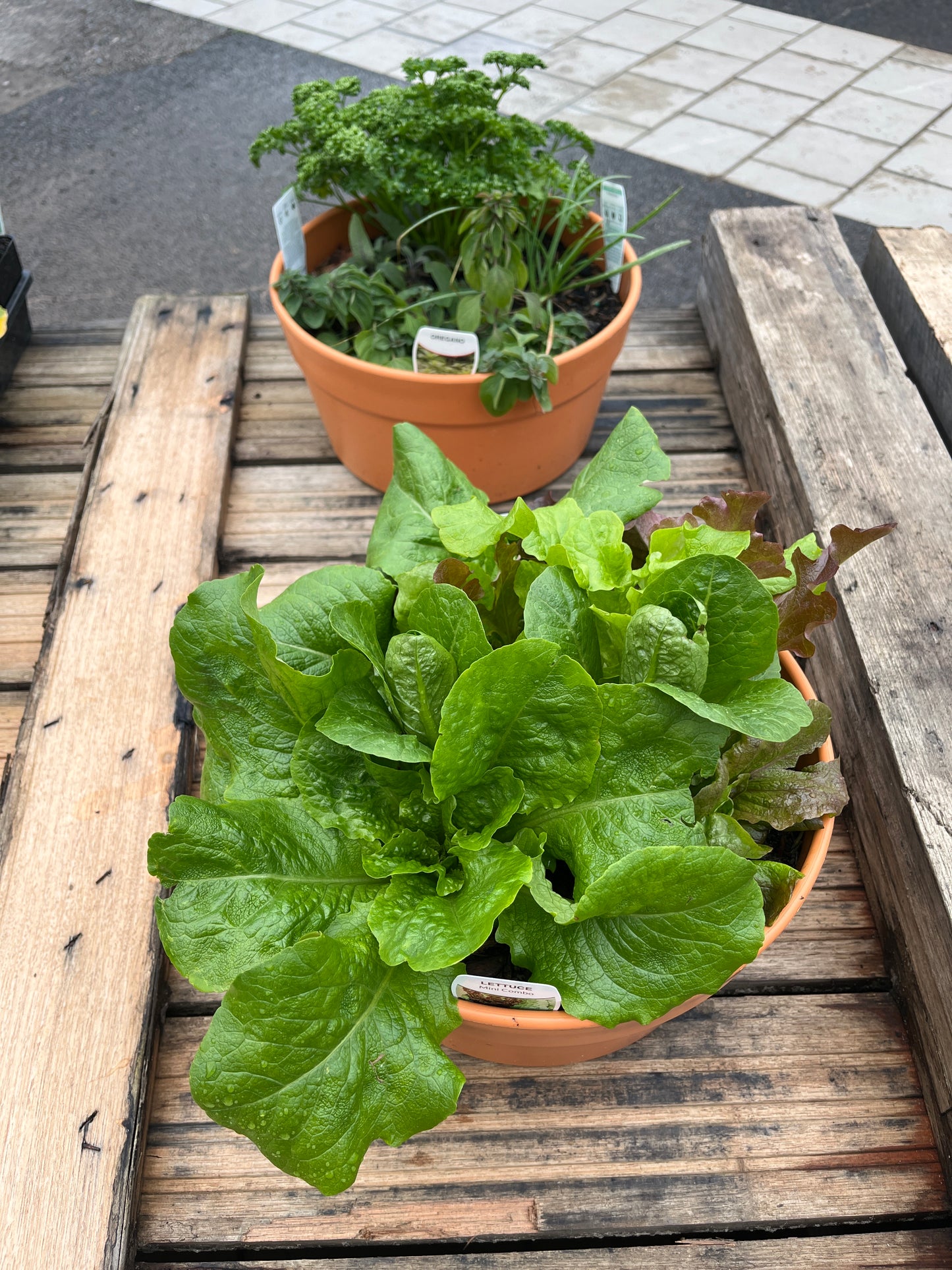 3 Herb/Veg Cottage Pot 300mm