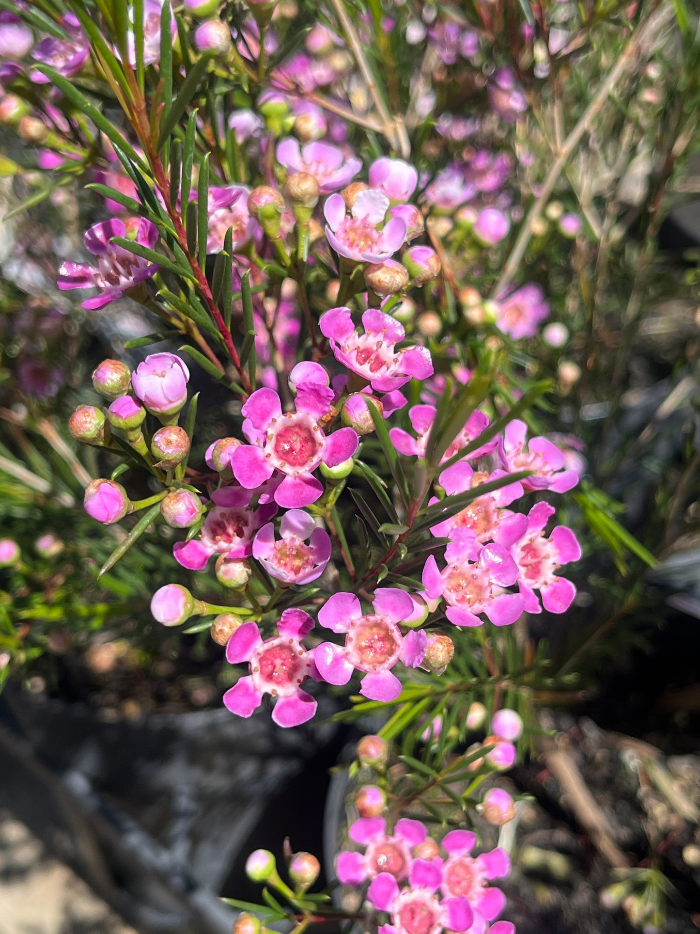 Chamelaucium unicinatum 'Kalbarri' 18cm