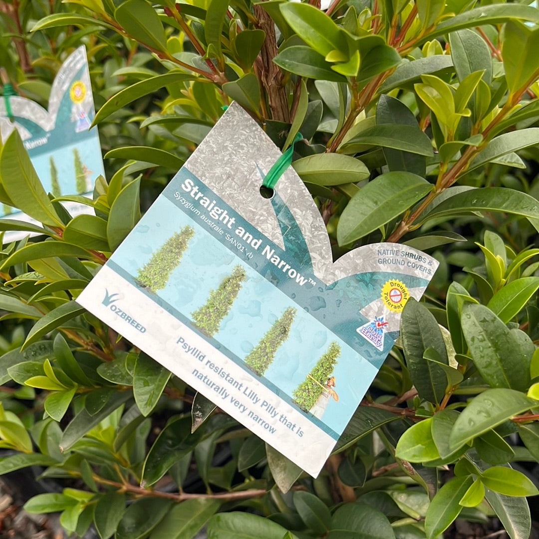 Syzygium australe 'Straight and Narrow' 20cm
