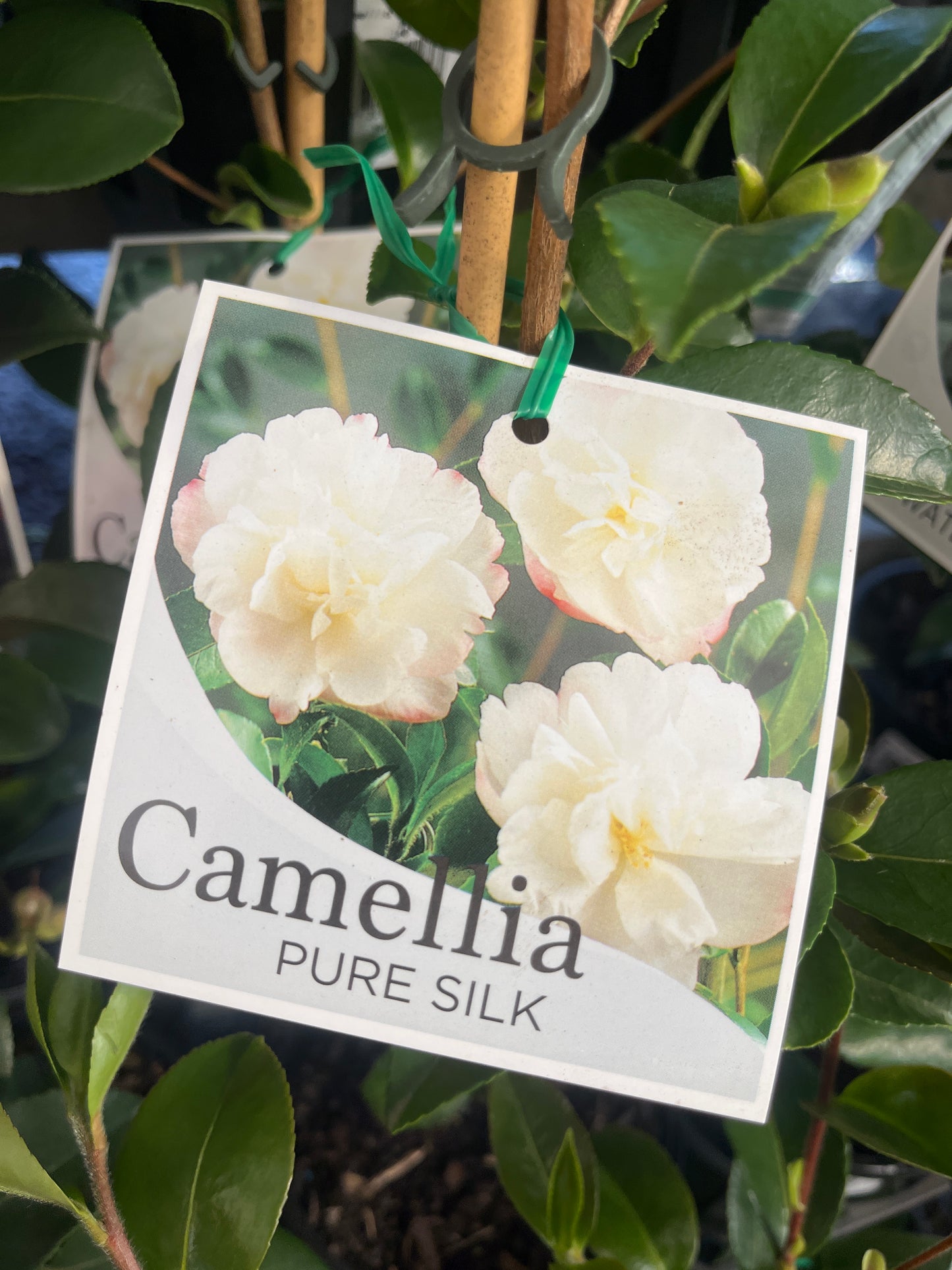 Camellia sasanqua 'Pure Silk' 14cm