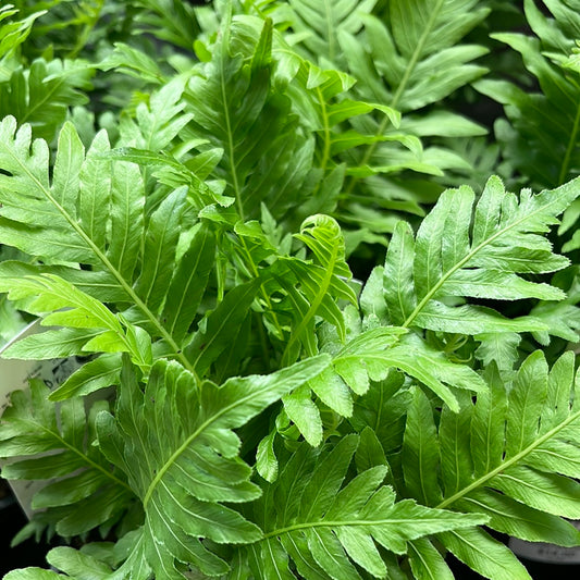 Blechnum gibbum 'Silver Lady' Fern 27cm