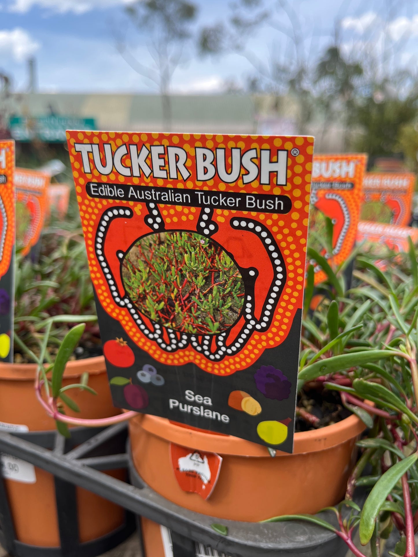 Sesuvium portulacastrum 'Sea Purslane' 14cm