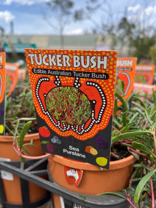 Sesuvium portulacastrum 'Sea Purslane' 14cm